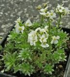 Arabis bryoides