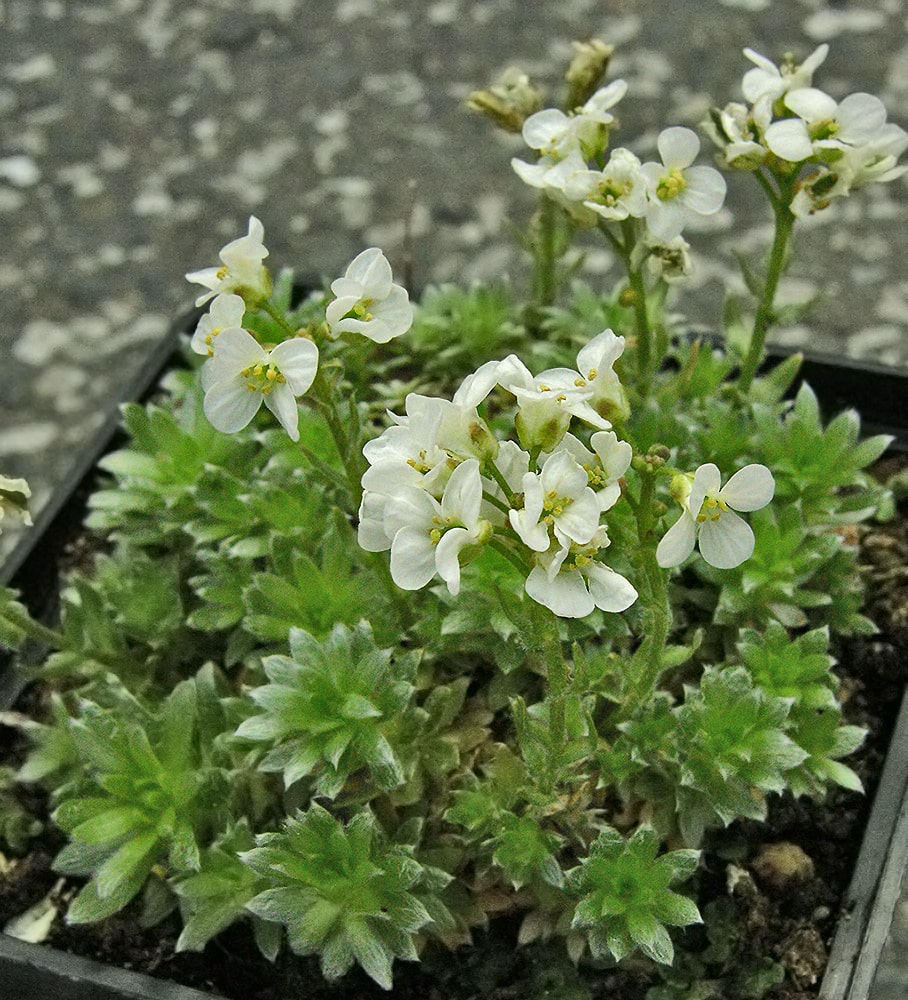 Изображение особи Arabis bryoides.