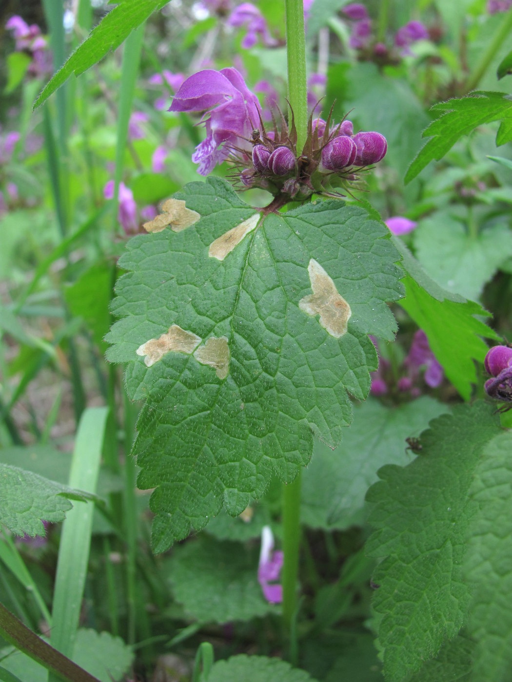 Image of Lamium maculatum specimen.