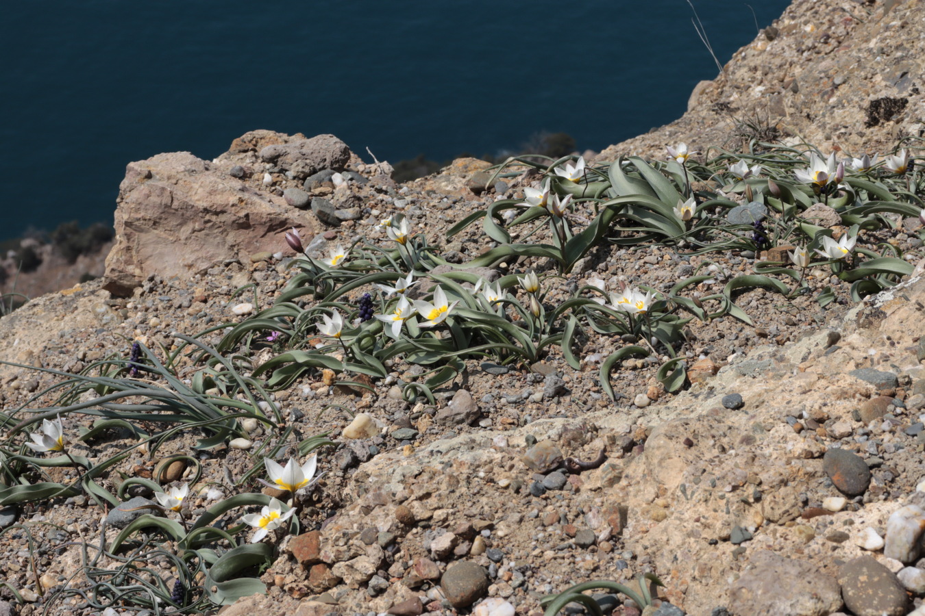 Image of Tulipa biflora specimen.