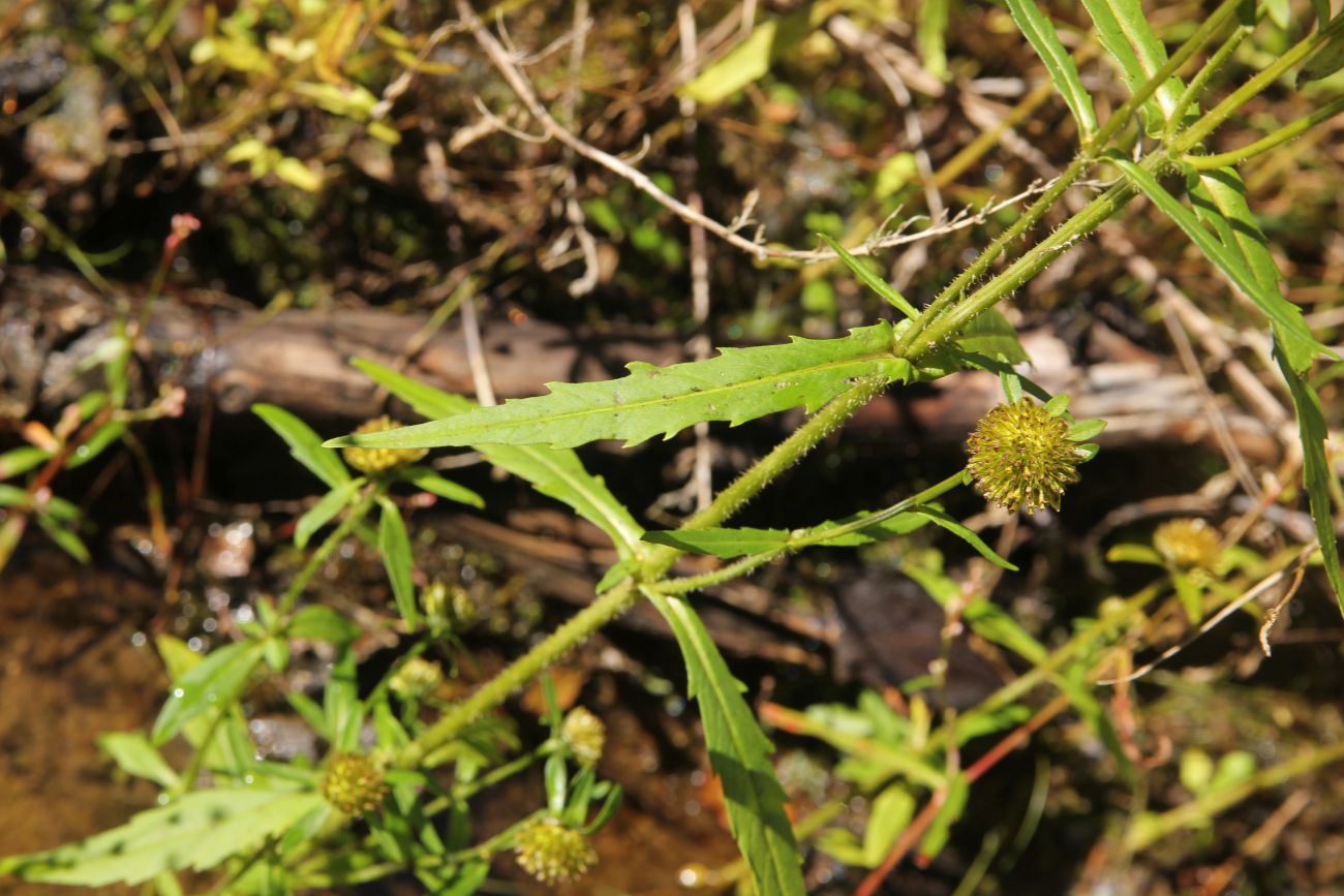 Image of Bidens cernua specimen.