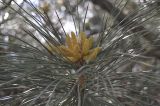 Pinus pallasiana