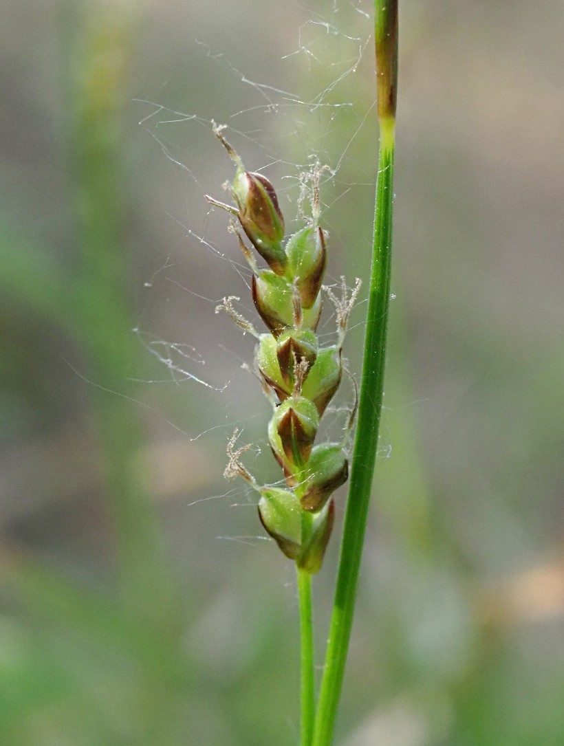 Image of Carex rhizina specimen.
