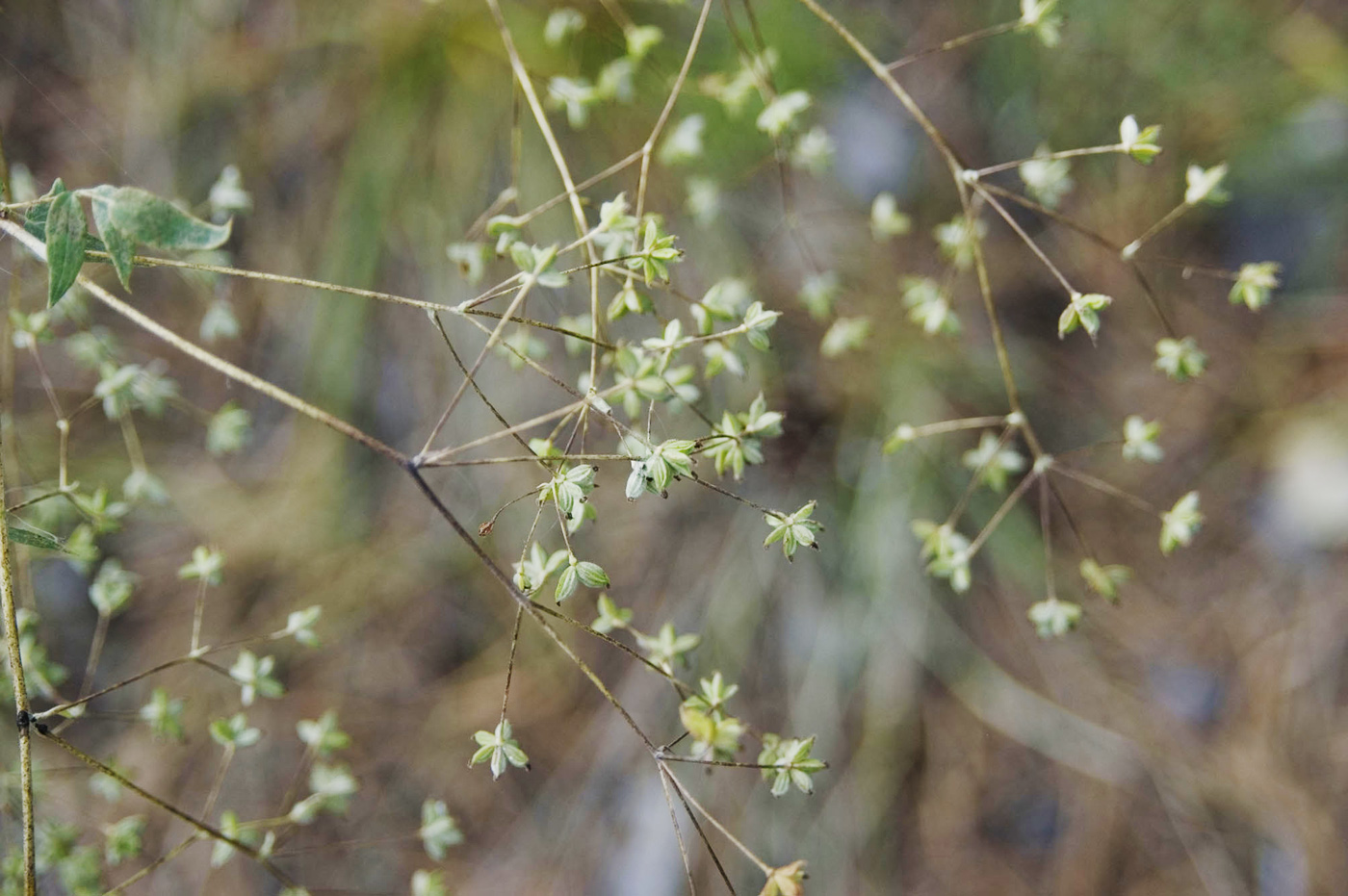 Изображение особи Thalictrum minus.