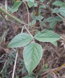 Psoralea bituminosa ssp. pontica