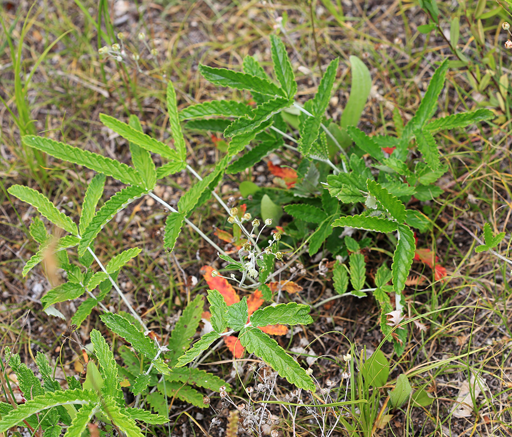 Изображение особи Potentilla discolor.