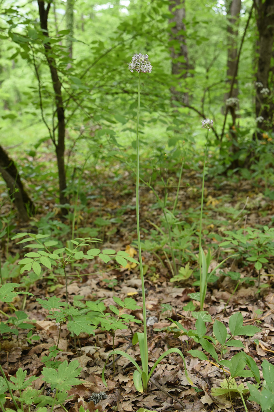 Изображение особи Allium quercetorum.