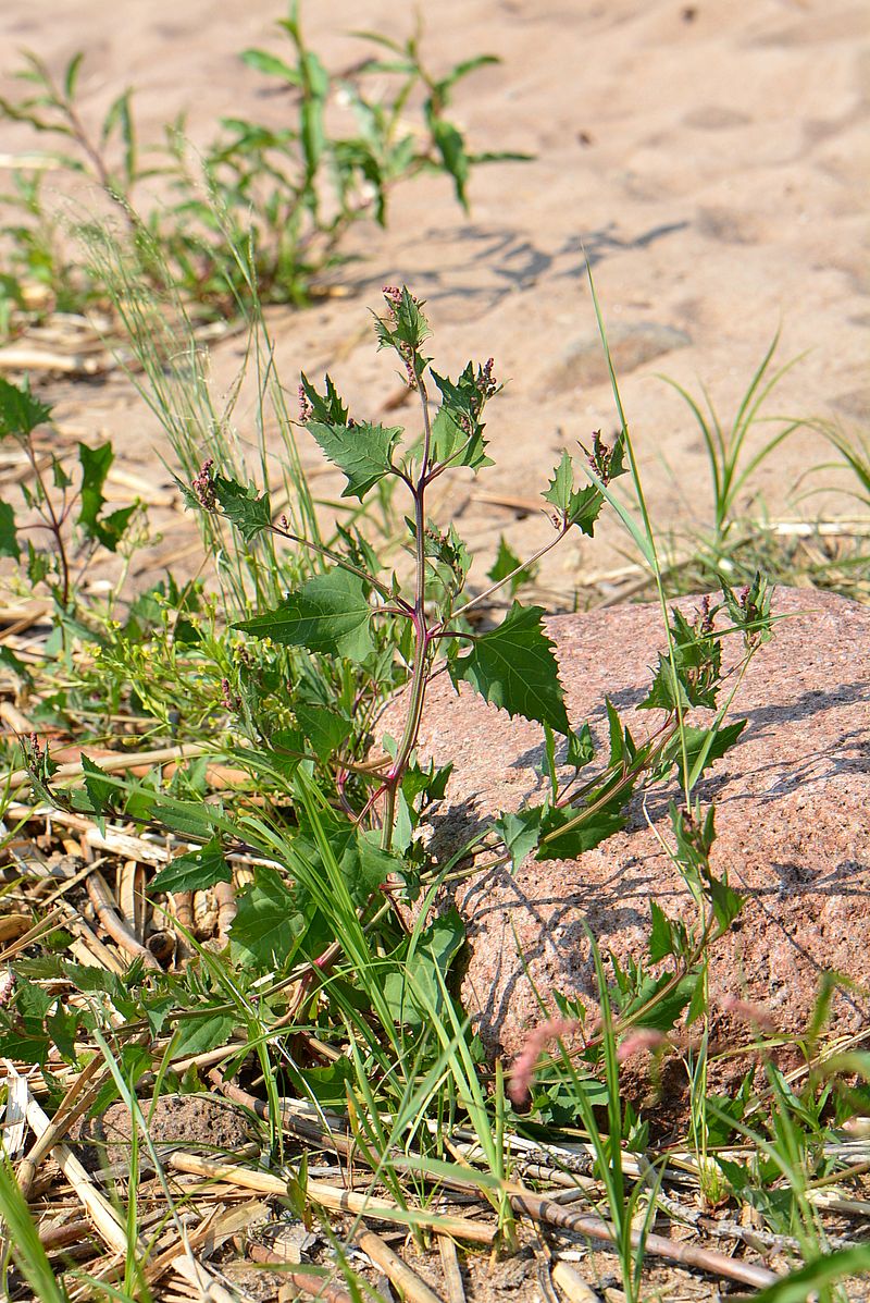 Изображение особи Atriplex prostrata ssp. latifolia.