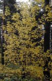 Acer negundo. Дерево с листвой в осенней окраске. Новосибирск, малый лесопарк. 29.09.2010.