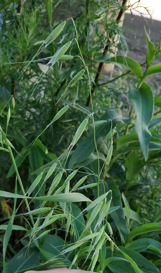 Image of Avena fatua specimen.