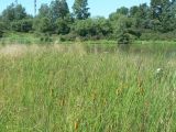 Typha laxmannii