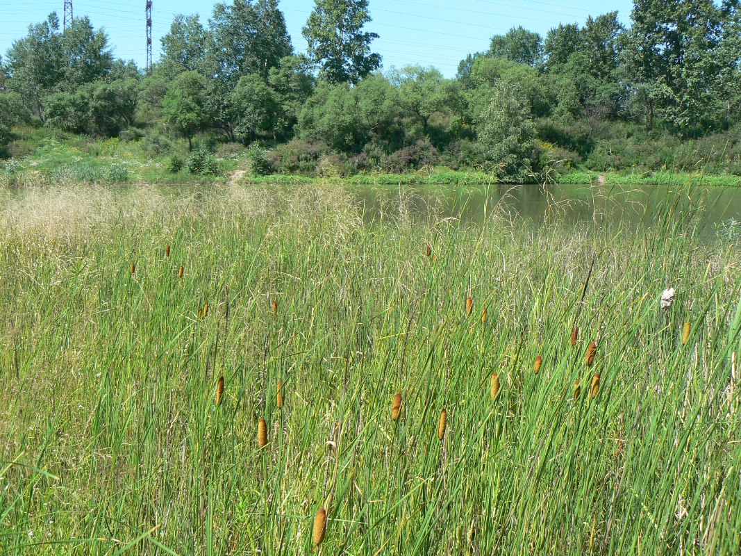 Изображение особи Typha laxmannii.