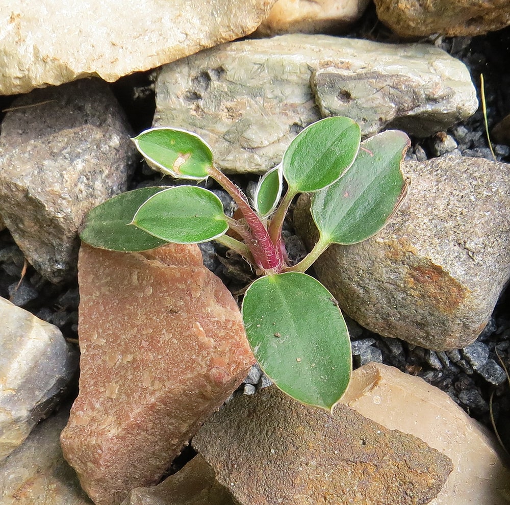 Изображение особи Miyakea integrifolia.