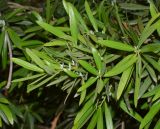 Podocarpus elatus