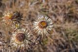 Carlina biebersteinii. Соцветия. Крым, гора Северная Демерджи, степной склон. 30.10.2021.