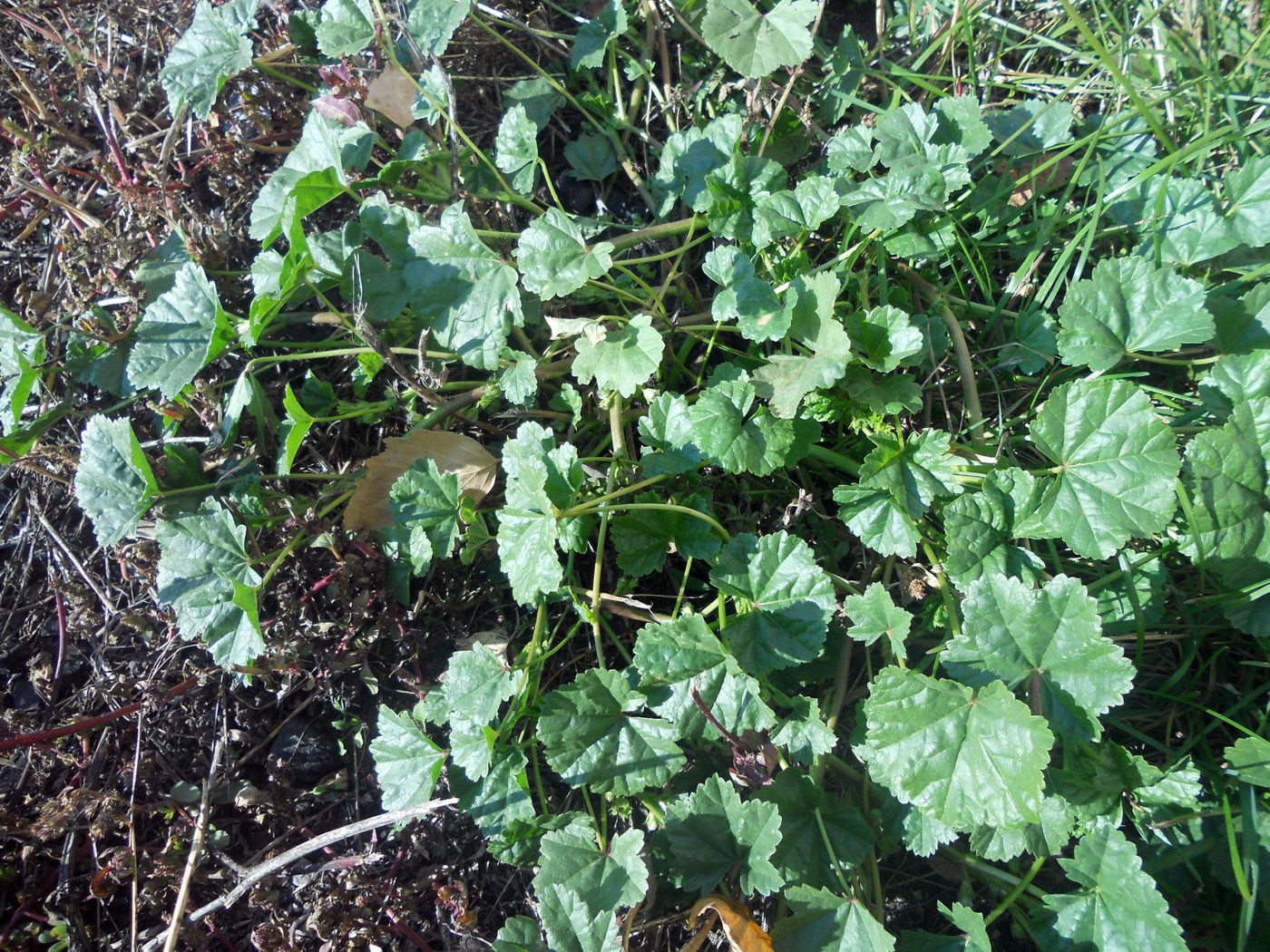 Image of Malva pusilla specimen.