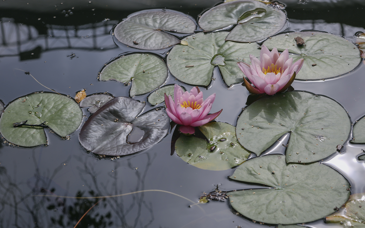 Image of Nymphaea &times; marliacea specimen.