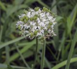 Allium ramosum