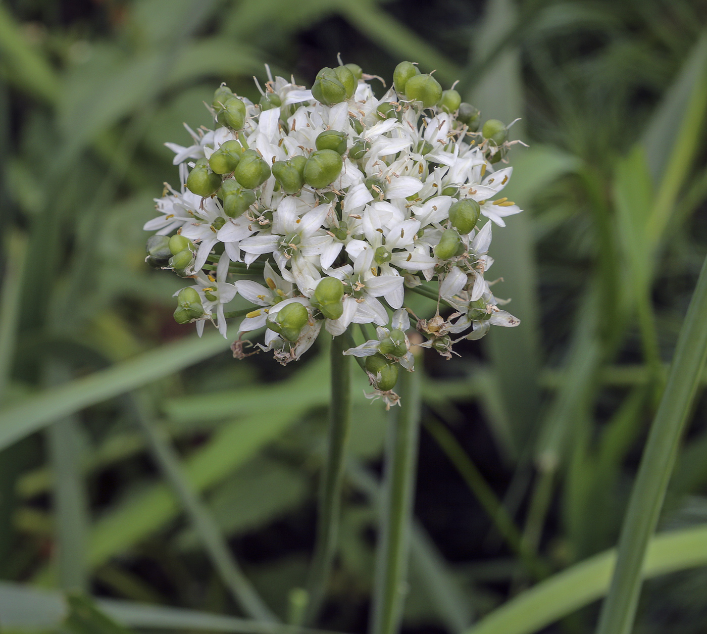 Изображение особи Allium ramosum.