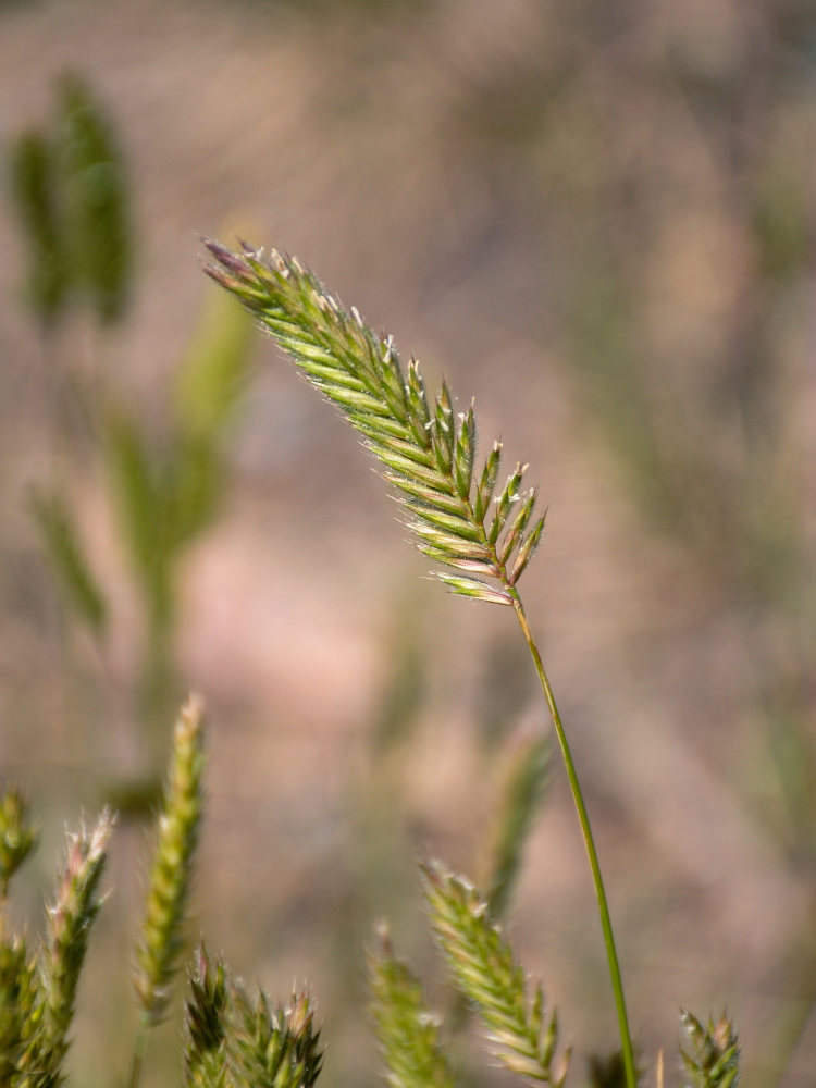 Image of genus Agropyron specimen.