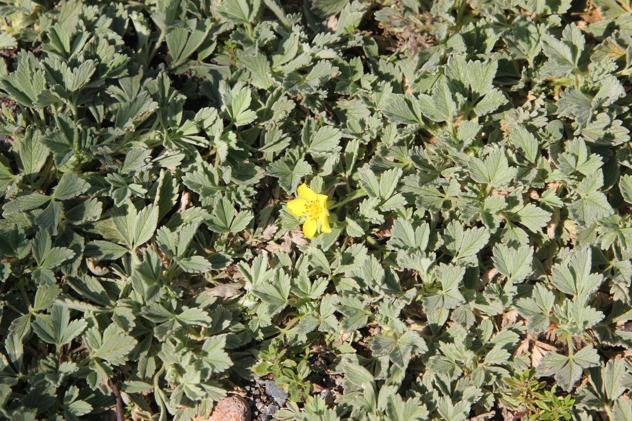 Изображение особи Potentilla acaulis.