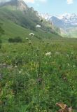 Knautia involucrata