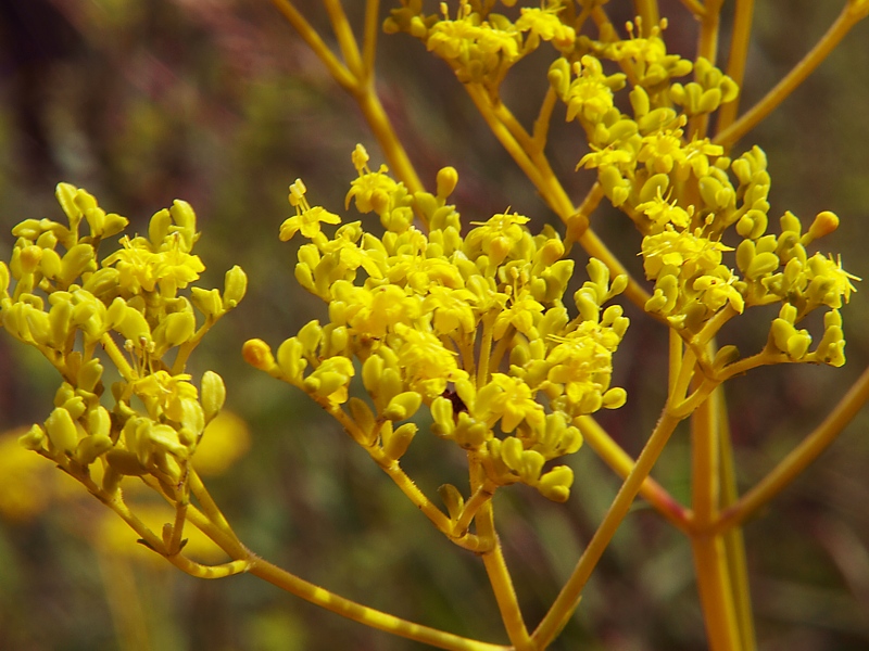 Image of Patrinia scabiosifolia specimen.