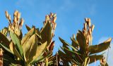 Rhododendron caucasicum