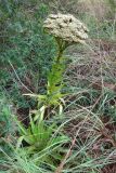 Crassula acinaciformis
