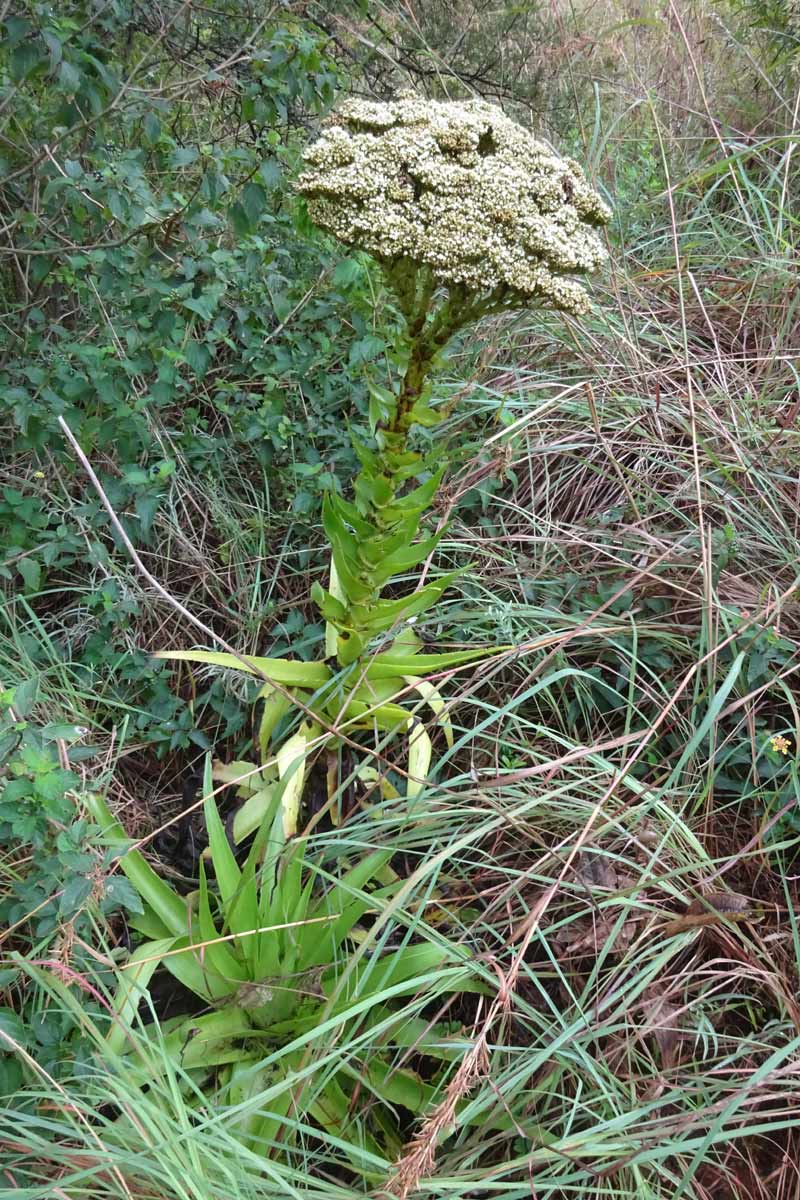 Image of Crassula acinaciformis specimen.