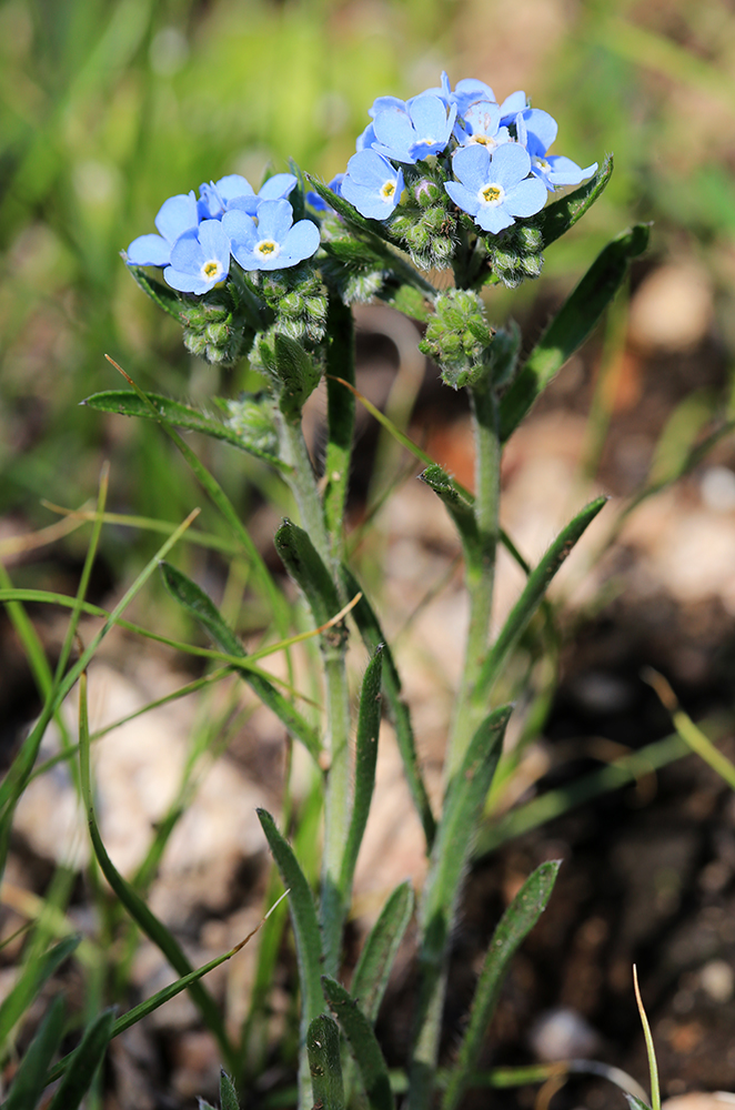 Изображение особи Eritrichium sichotense.