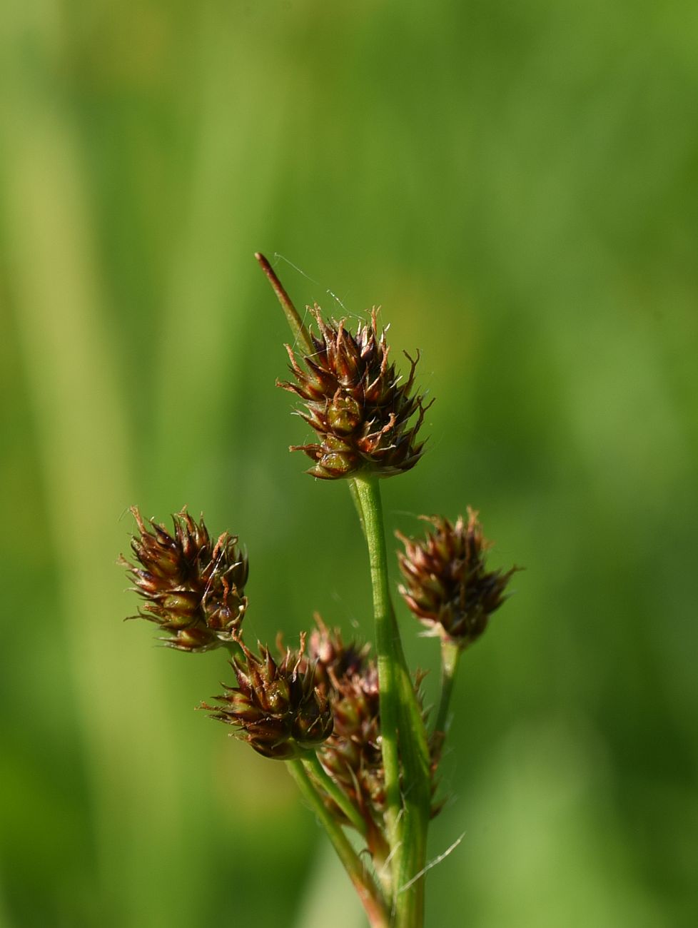 Изображение особи Luzula multiflora.