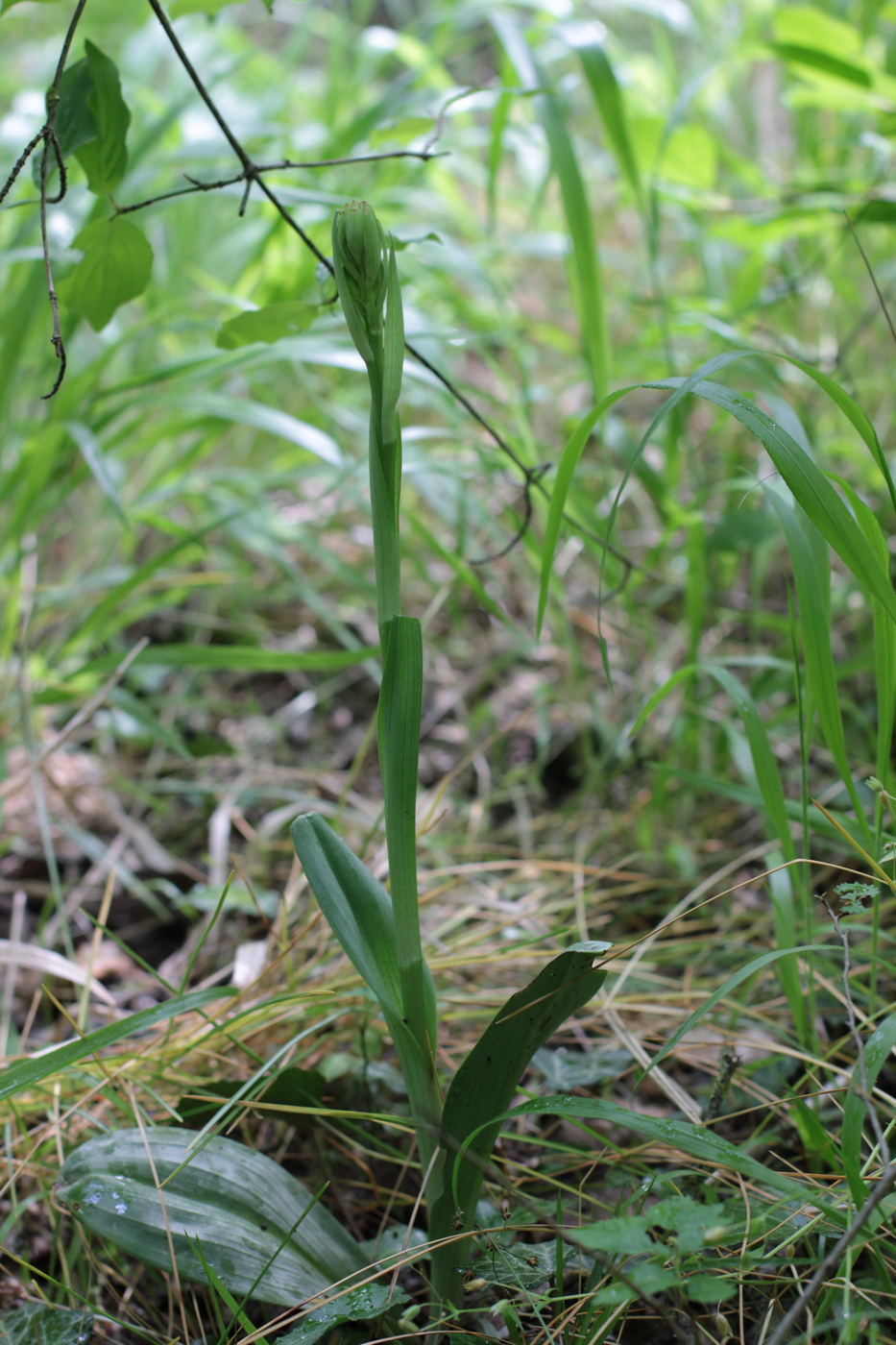 Изображение особи Himantoglossum caprinum.