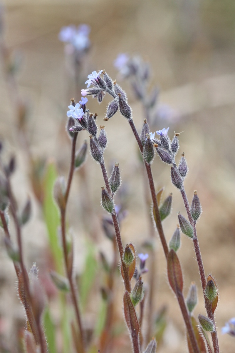 Изображение особи Myosotis micrantha.