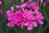 Nerium oleander