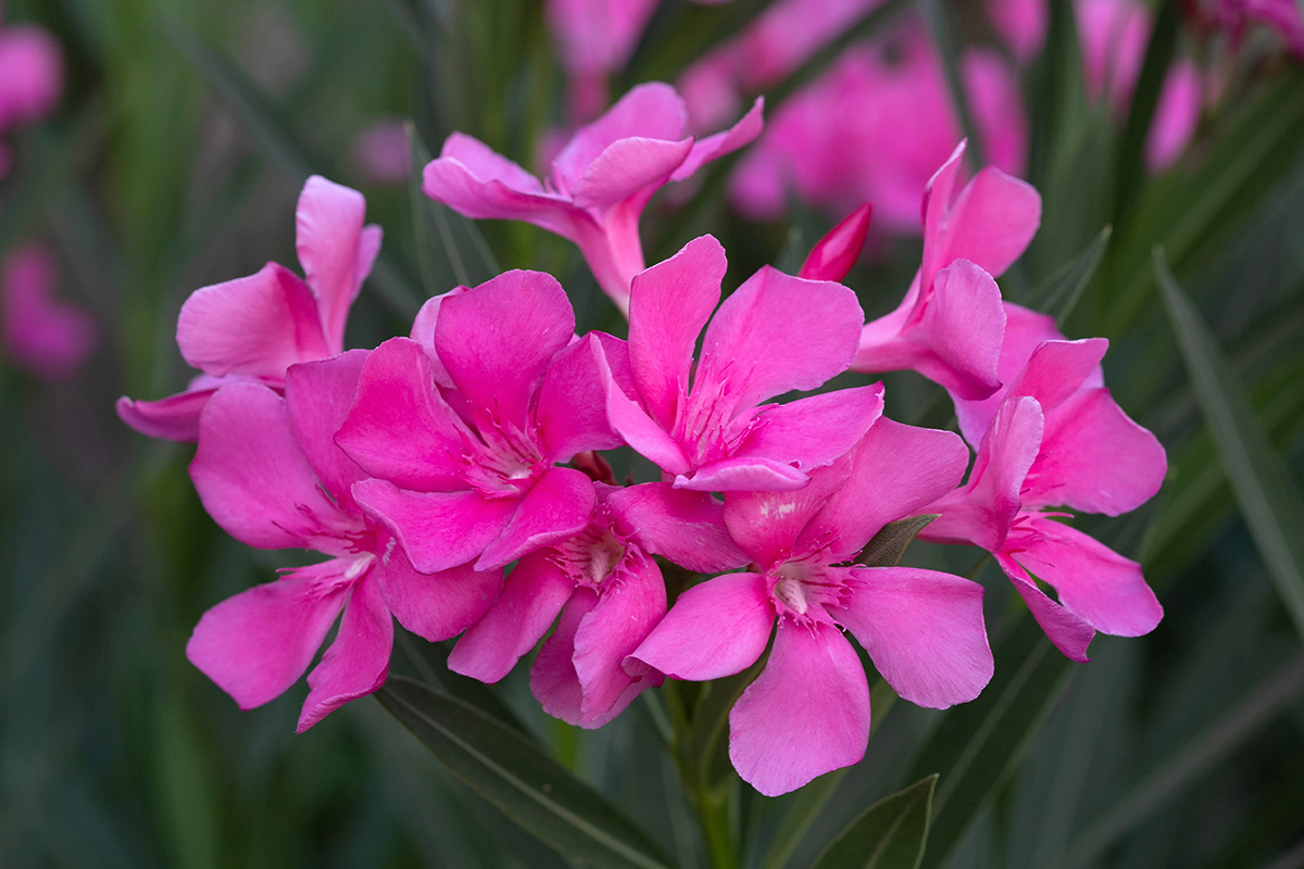Изображение особи Nerium oleander.