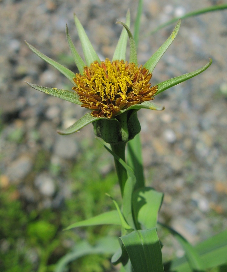 Image of Tragopogon sibiricus specimen.