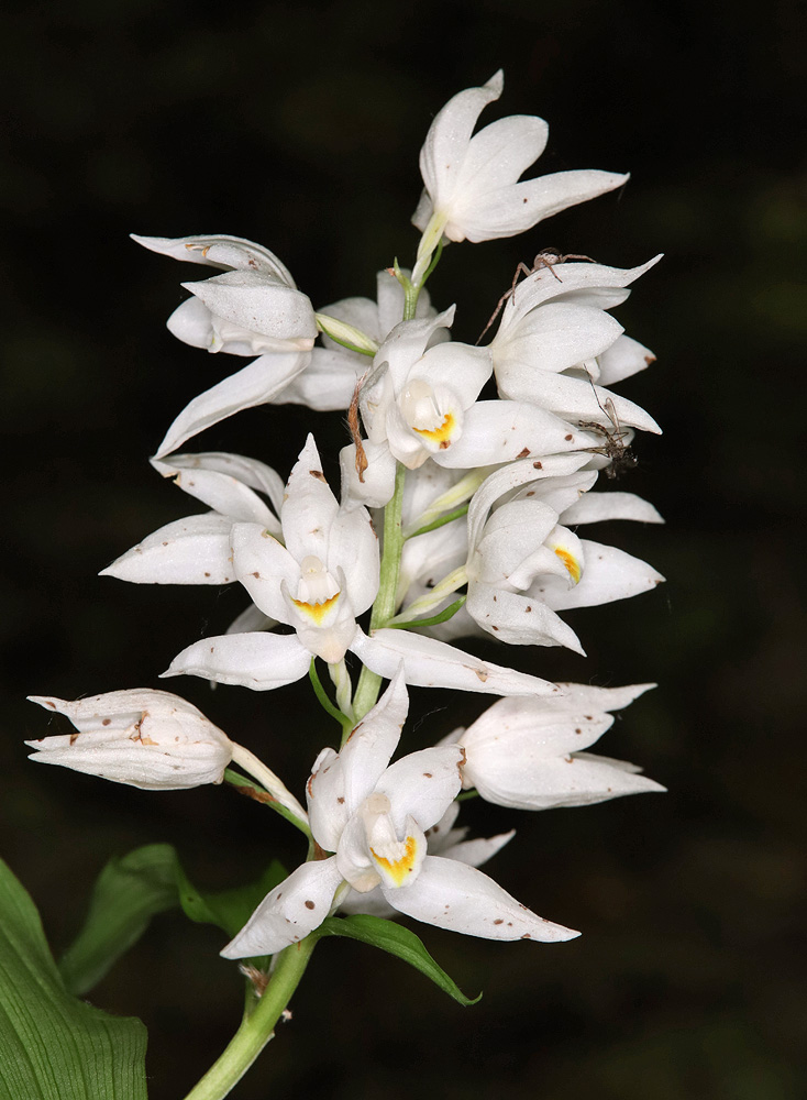 Изображение особи Cephalanthera caucasica.