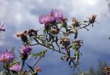 Centaurea iberica