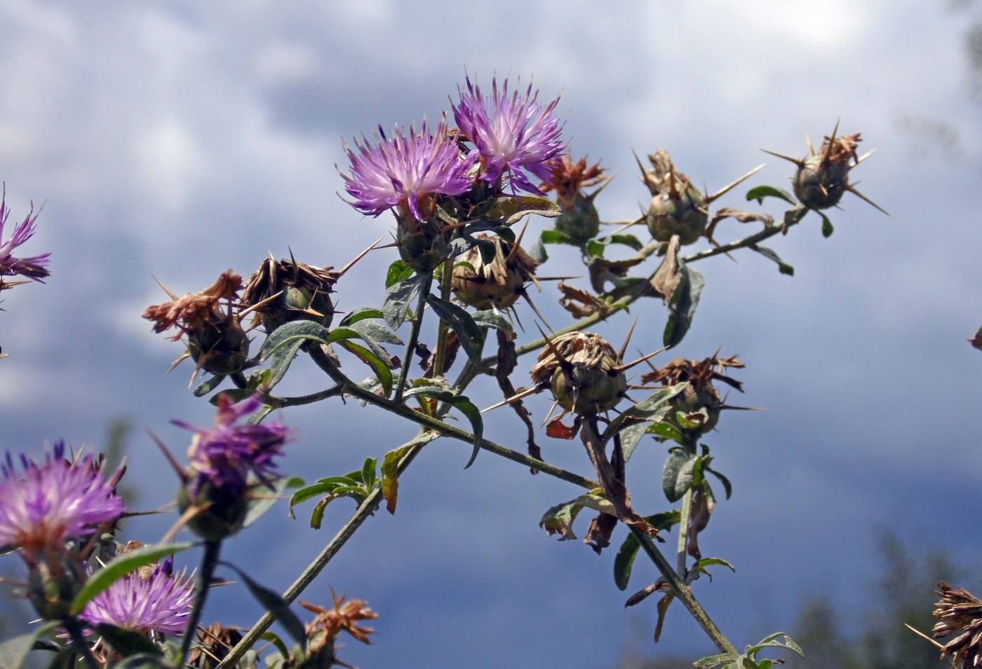 Изображение особи Centaurea iberica.
