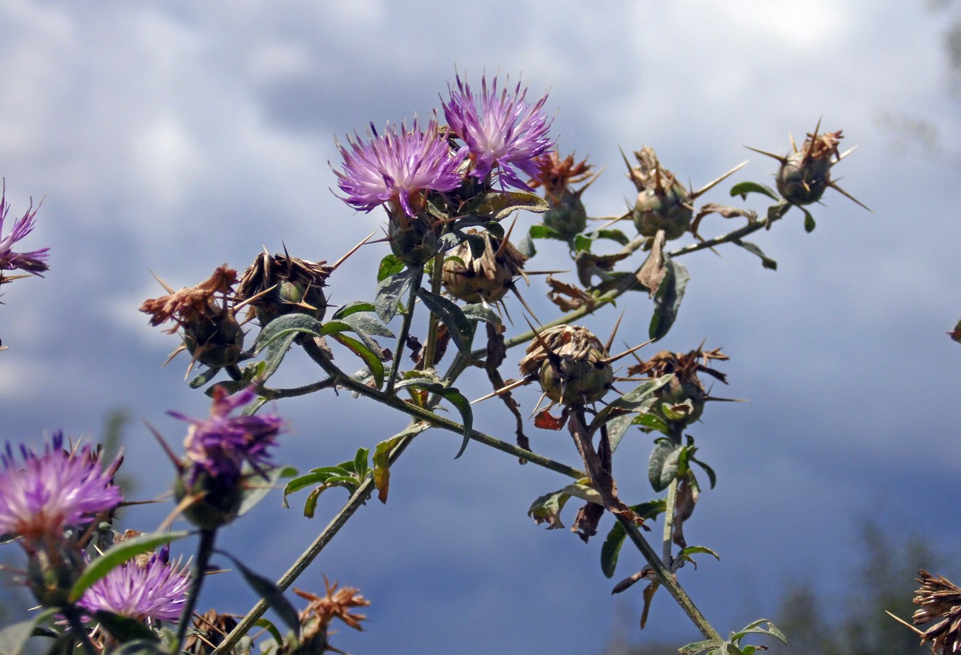 Изображение особи Centaurea iberica.