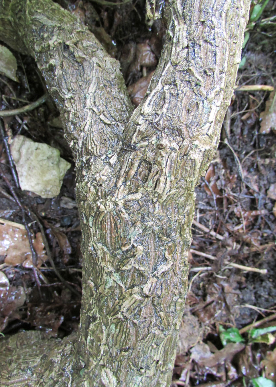 Image of Aristolochia manshuriensis specimen.