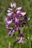 Orchis militaris. Цветки. Ленинградская обл., Гатчинский р-н, окр. пос. Пудость, заброшенный травертиновый карьер, поляна среди кустарников на берегу озерка. 11.06.2022.