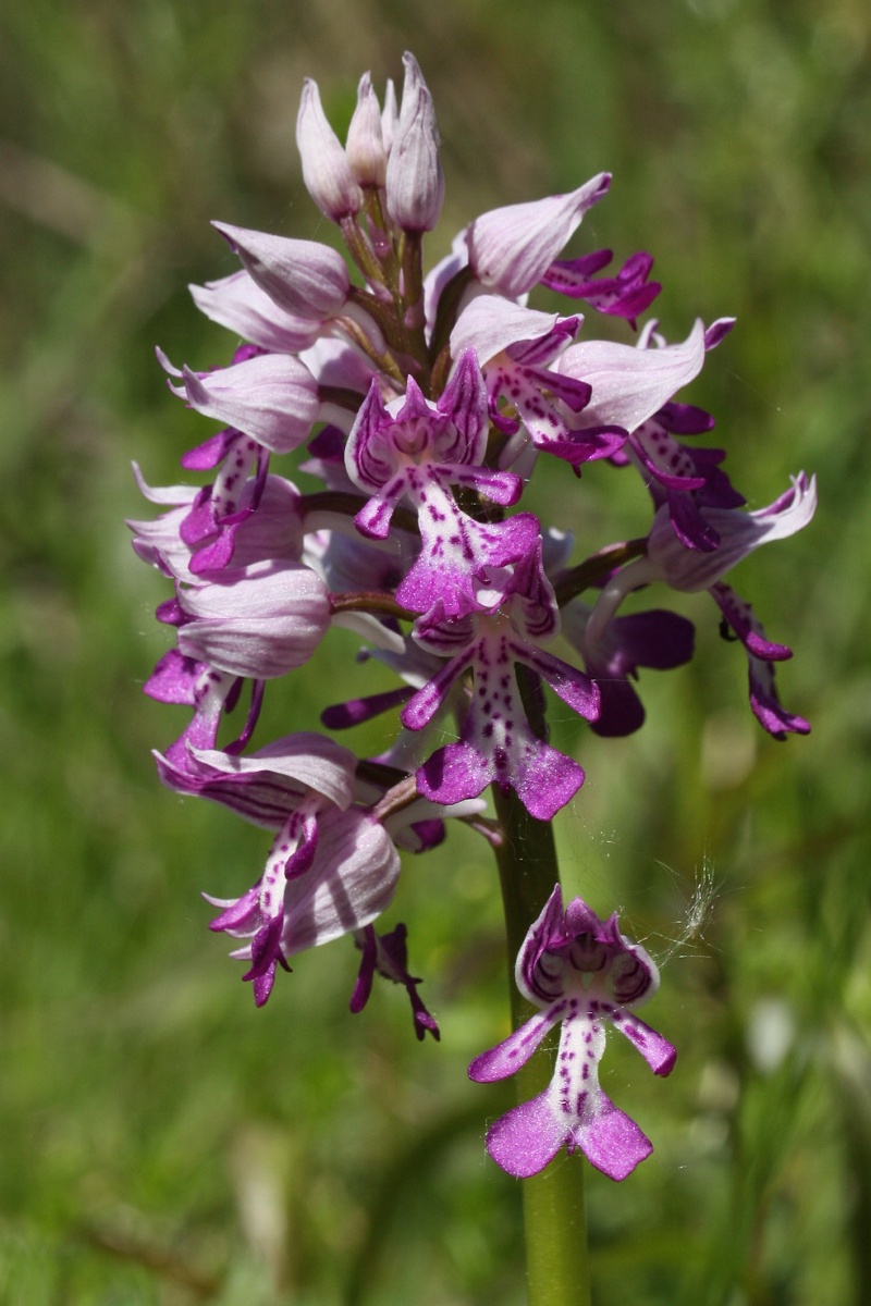 Изображение особи Orchis militaris.