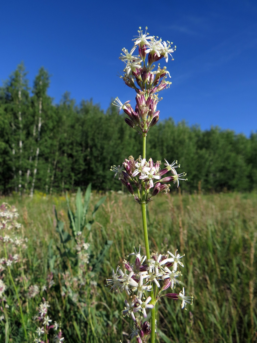 Image of Silene sibirica specimen.
