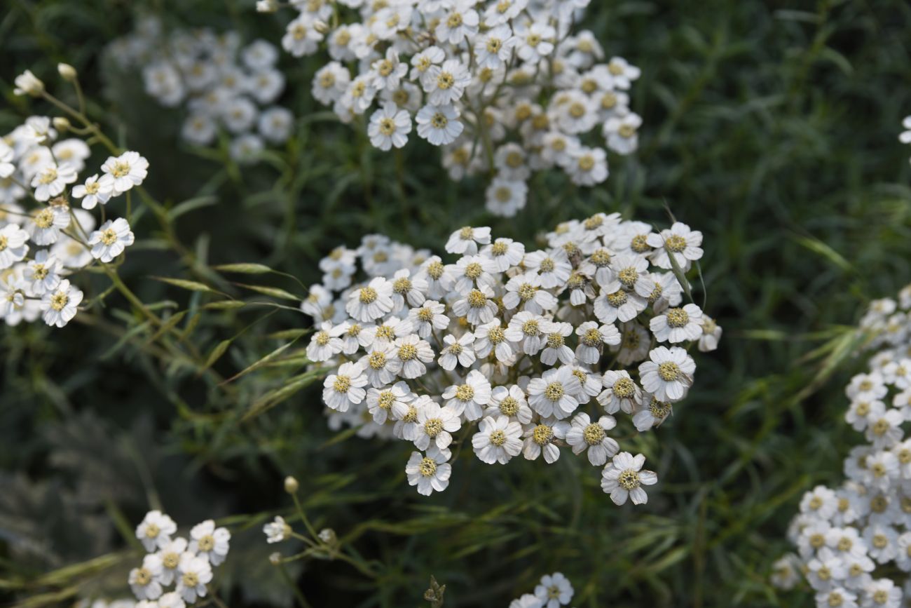 Изображение особи род Achillea.