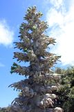 genus Puya. Соцветие. Новая Зеландия, р-н Кентербери, окр. г. Крайстчерч, заповедник \"Hinewai\". 10.01.2010.