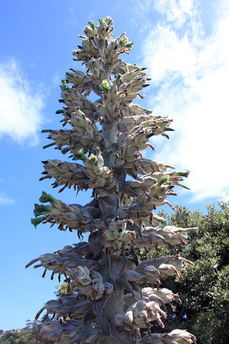 Image of genus Puya specimen.