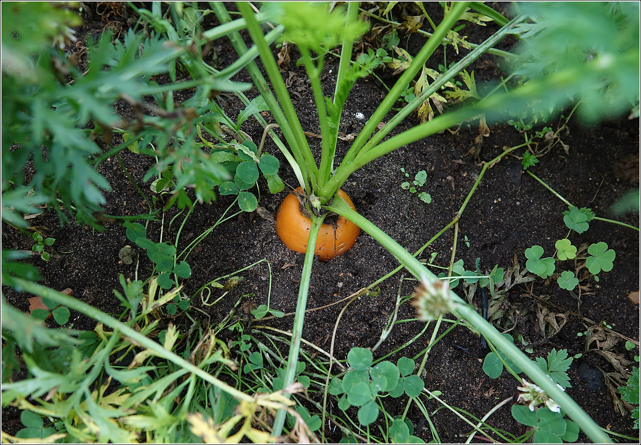 Image of Daucus sativus specimen.