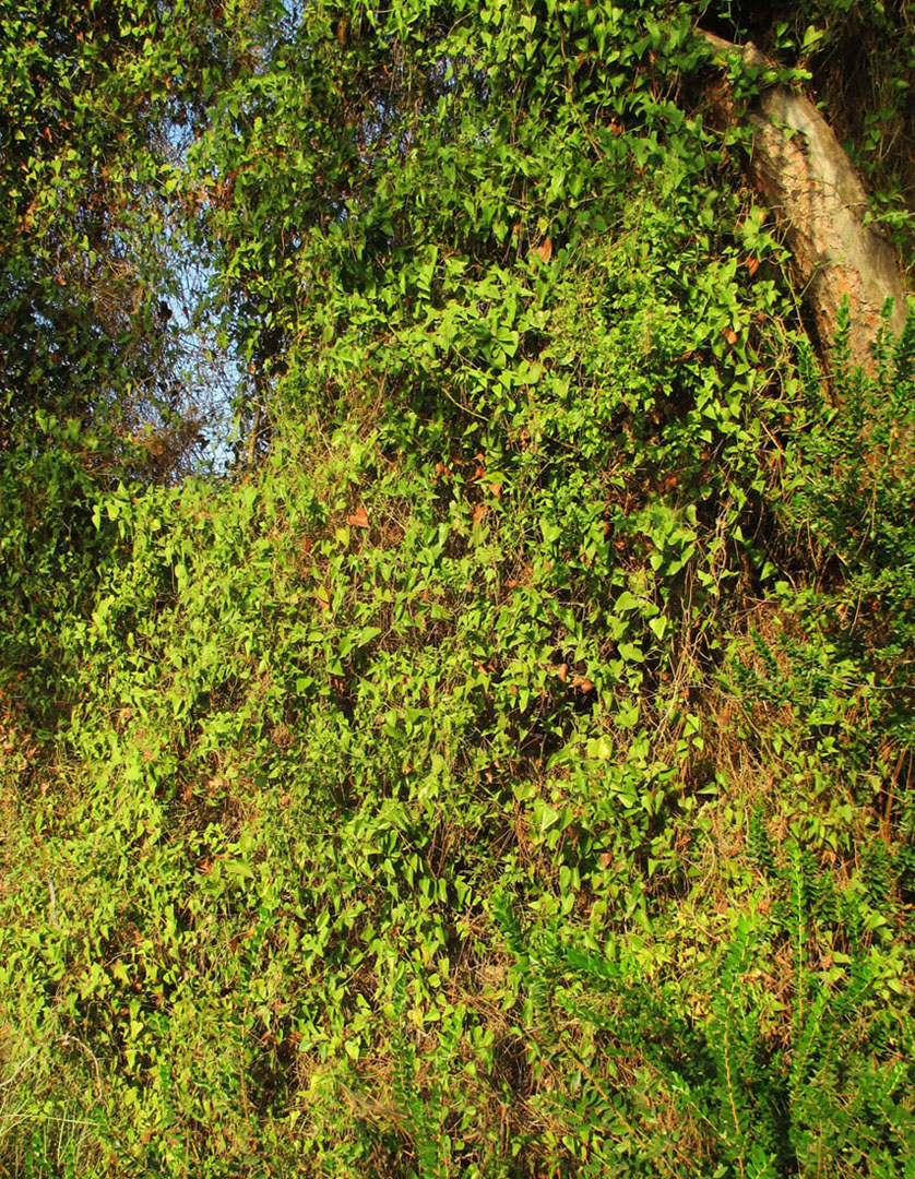 Image of Smilax aspera specimen.